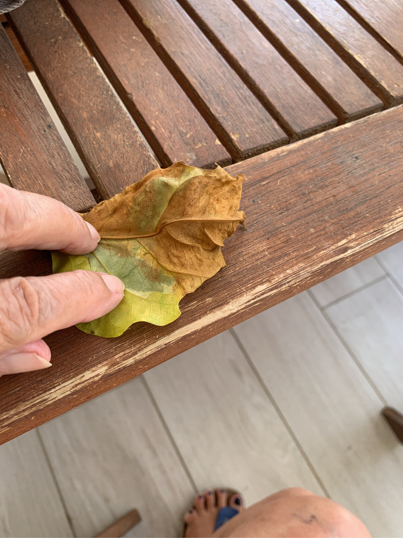 Balsamapfel — Bild 3