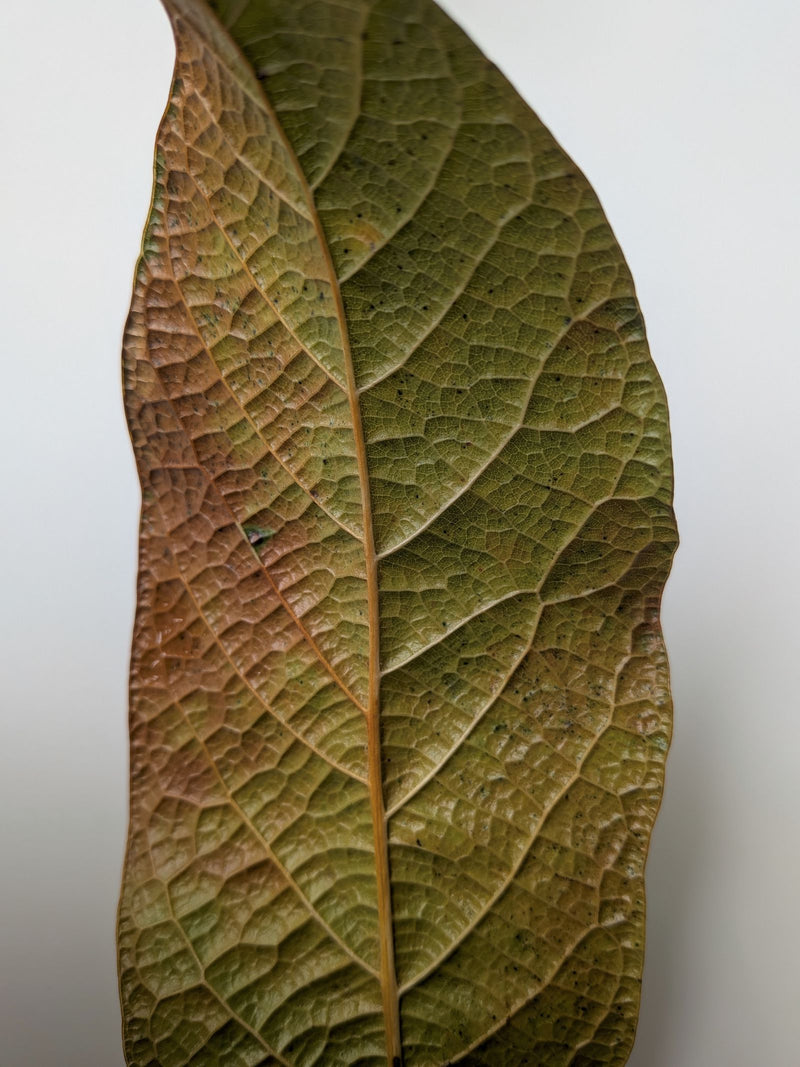 Avocado — Bild 2
