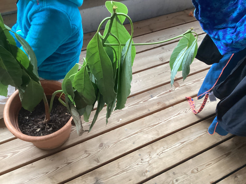 Eine junge Avocadopflanze mit leicht herabhängenden Blättern steht in einem Tontopf auf einem Holzdeck.