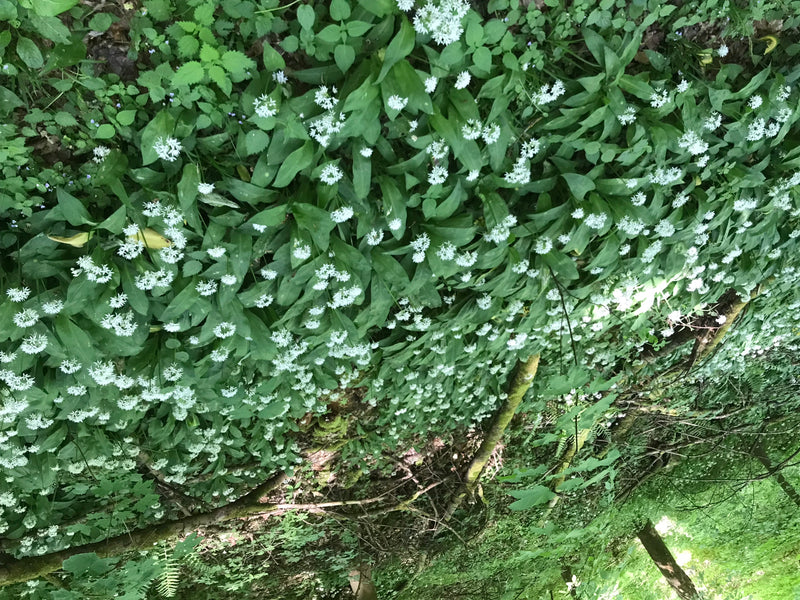 Auf dem Bild ist ein dichter Bestand an blühendem Bärlauch auf einem Waldboden zu sehen. Die weißen Blüten und grünen Blätter sind deutlich erkennbar.