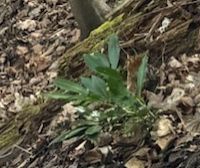 Baerlauch — Bild 5