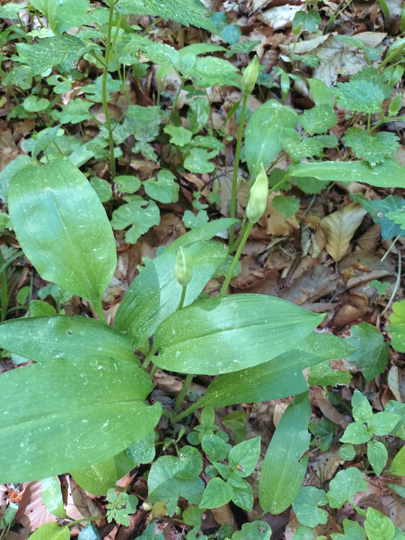 Baerlauch — Bild 3