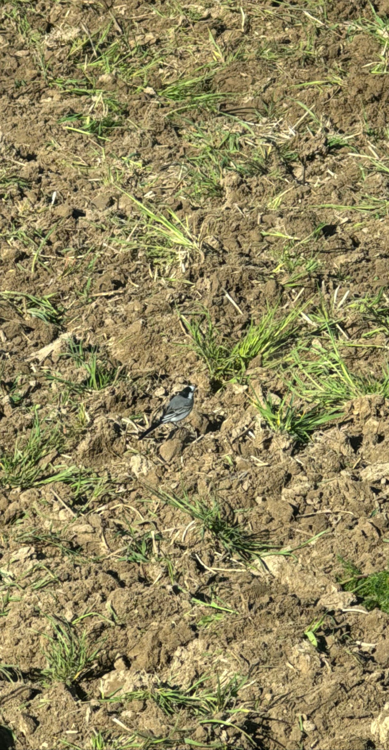 Bachstelze — Bild 1