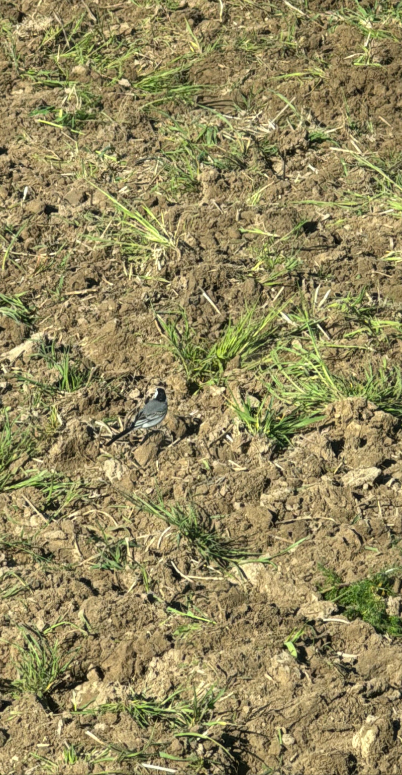 Bachstelze — Bild 2