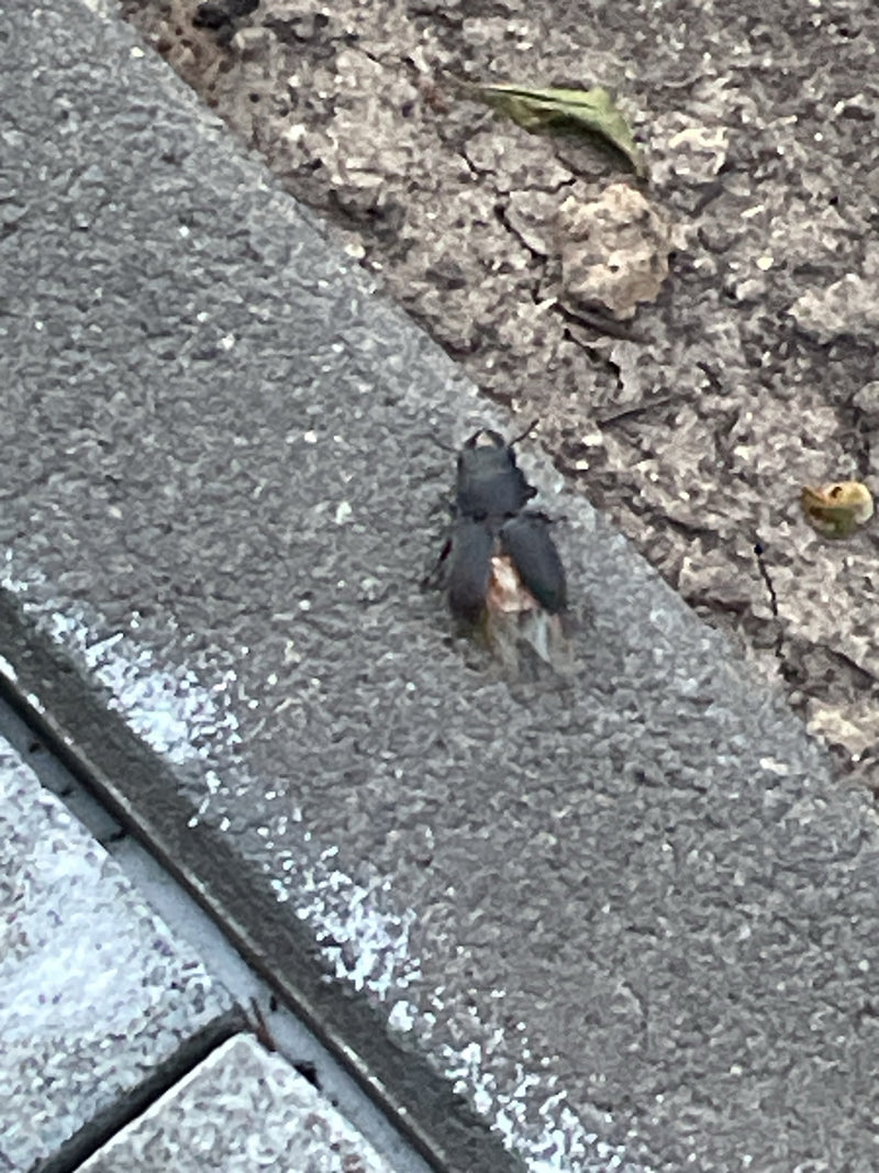 Balkenschröter — Bild 2