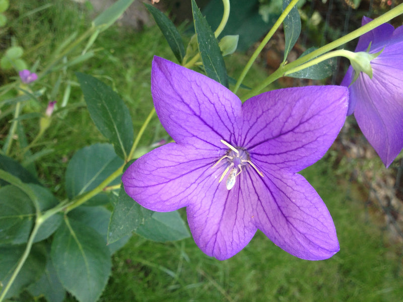 Ballonblume — Bild 4 von 37