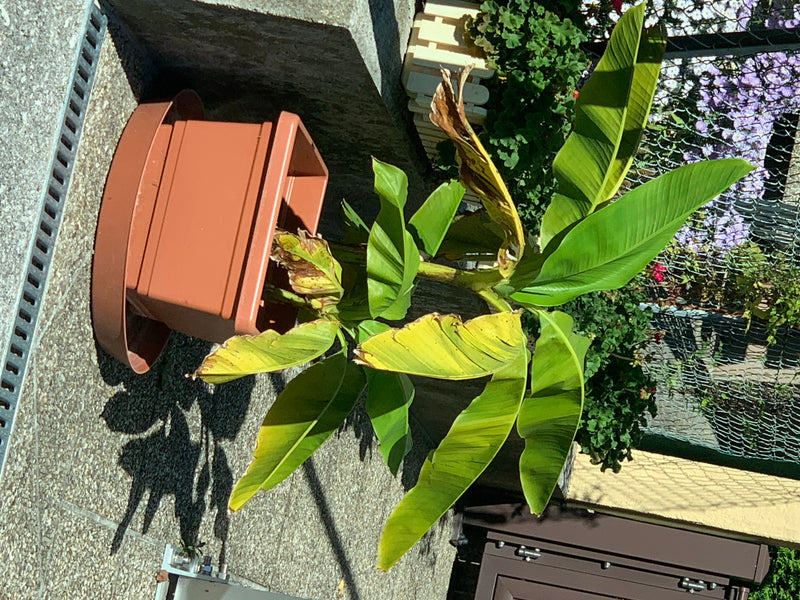 Eine Bananenpflanze mit charakteristischen großen, länglichen Blättern wächst in einem braunen Kunststoffkübel auf einer gepflasterten Fläche.