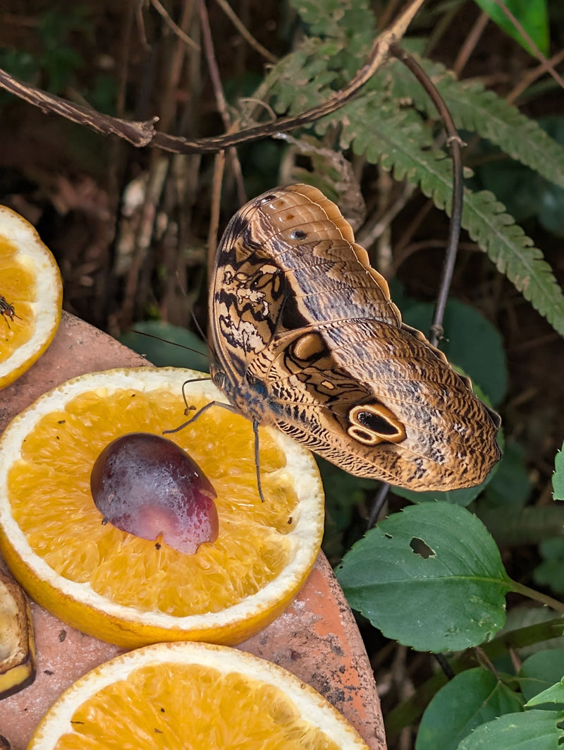Bananenfalter (Eulenfalter) — Bild 1