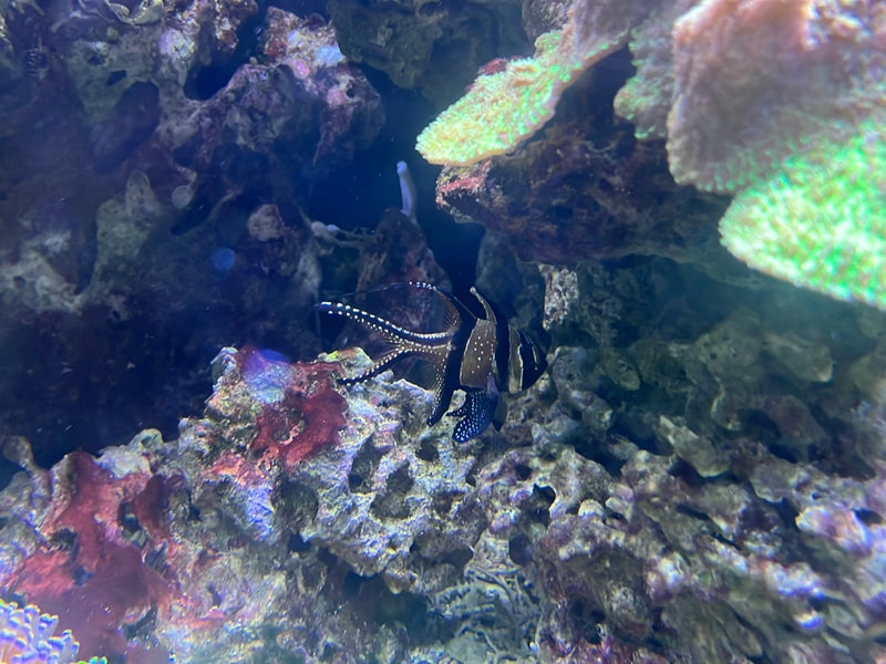 Banggai-Kardinalbarsch — Bild 1 von 1