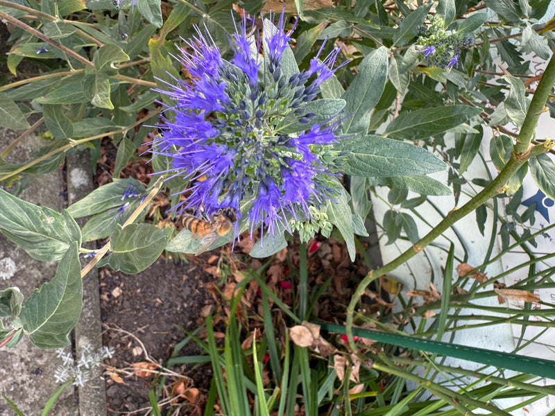 Eine blühende Bartblume mit blau-violetten Blüten aus der Draufsicht, an der sich eine Biene befindet.