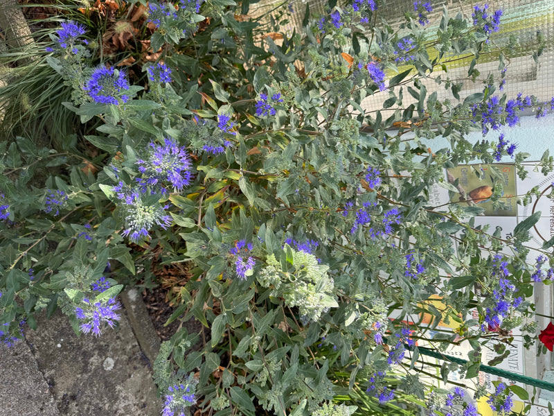Eine blühende Bartblume mit blauen Blütenständen wächst an einem Wegrand im Garten.