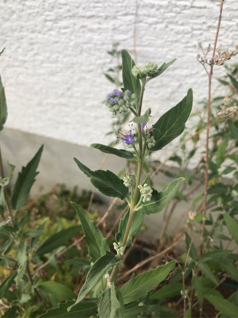 Auf dem Bild ist eine Bartblume mit grünen Blättern, Knospen und charakteristischen blauen Blüten zu sehen. Die Pflanze steht vor einer hellen Wand.