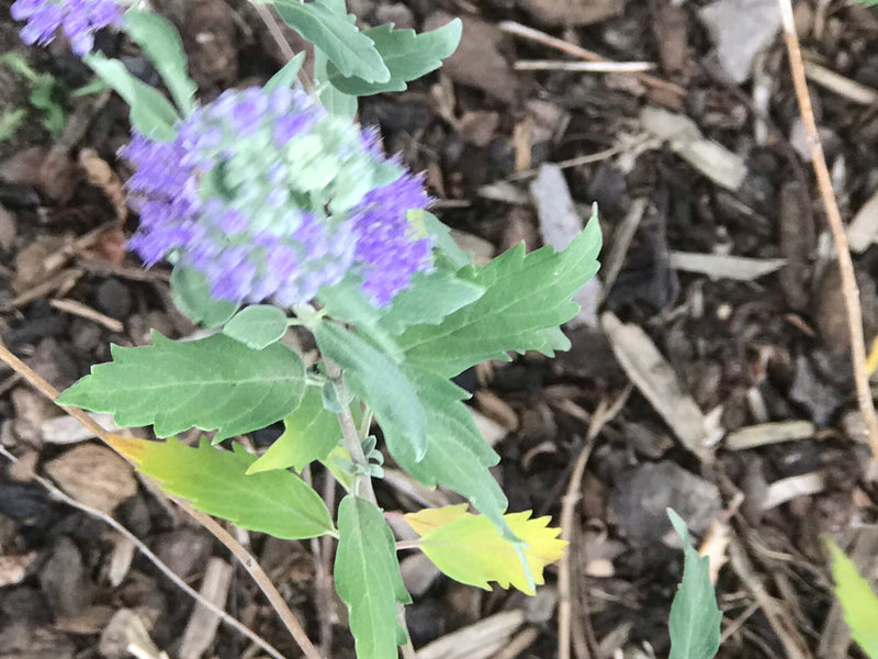 Bartblume — Bild 2 von 3