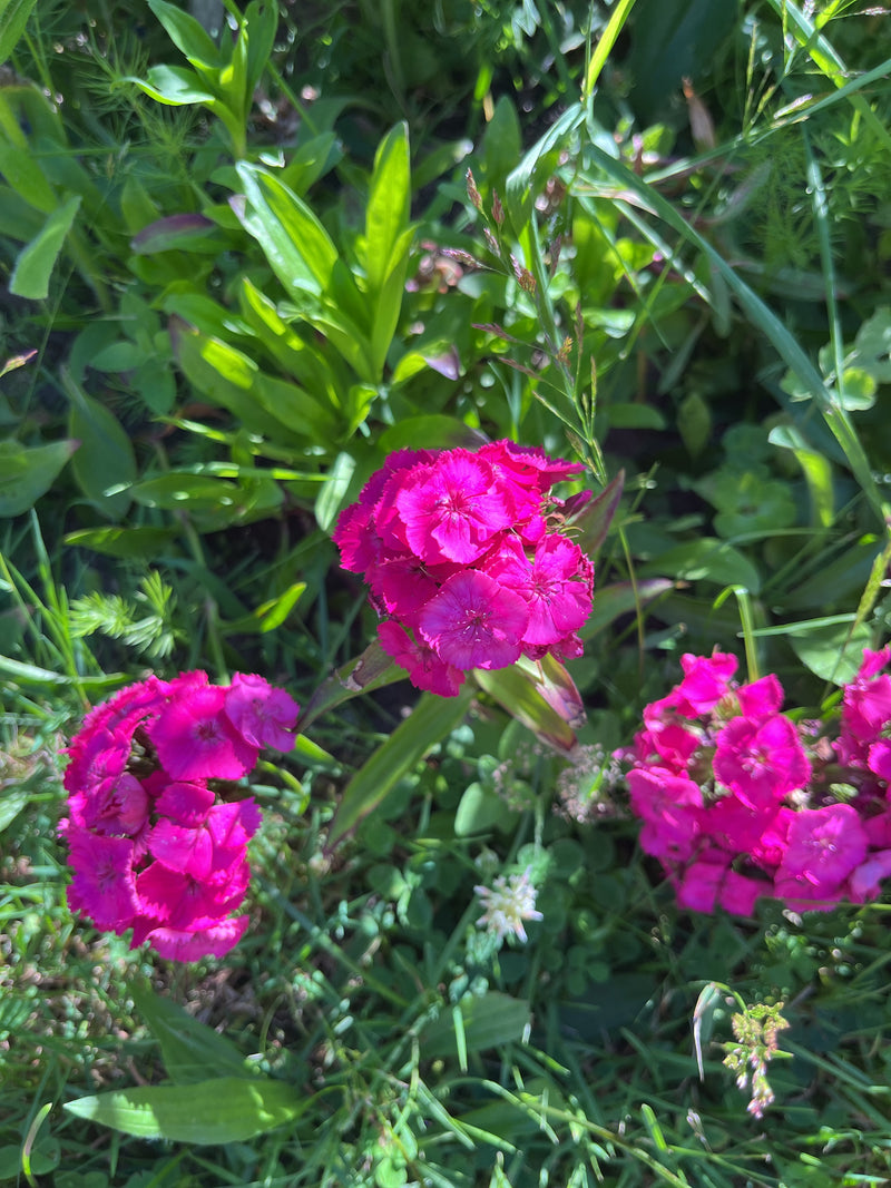 Bartnelken — Bild 5