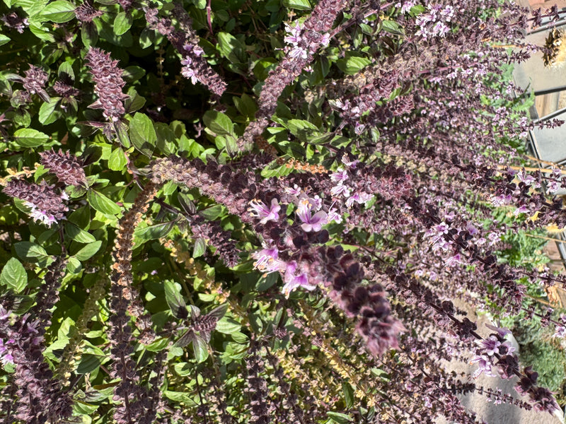 Zu sehen ist eine üppig blühende Basilikumpflanze mit zahlreichen dunklen Blütenständen und zartvioletten Blüten.