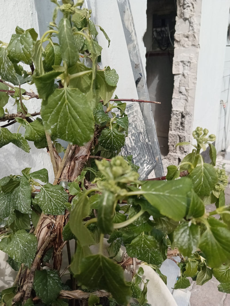 Hortensien — Bild 1