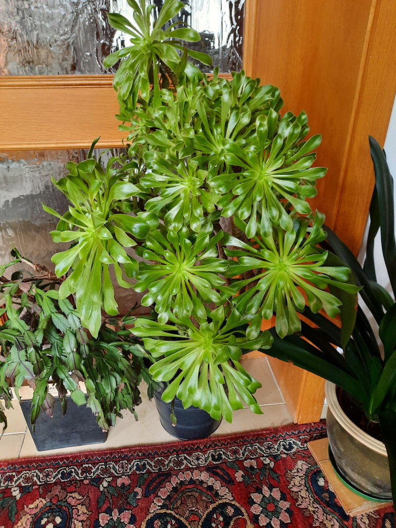 Baum-Aeonium — Bild 2