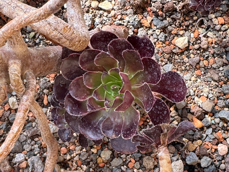 Eine dunkelviolette Blattrosette eines Baum-Aeoniums wächst auf steinigem Kiesboden neben verholzten Trieben.