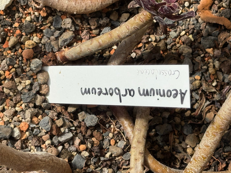 Das Bild zeigt die dicken, kahlen Stämme eines Baum-Aeoniums mit deutlichen Blattnarben auf kiesigem Untergrund. Ein handgeschriebenes Pflanzenschild mit dem...