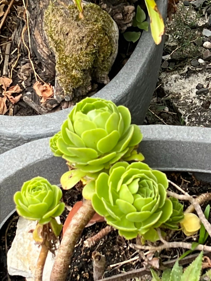 Baum-Aeonium — Bild 1