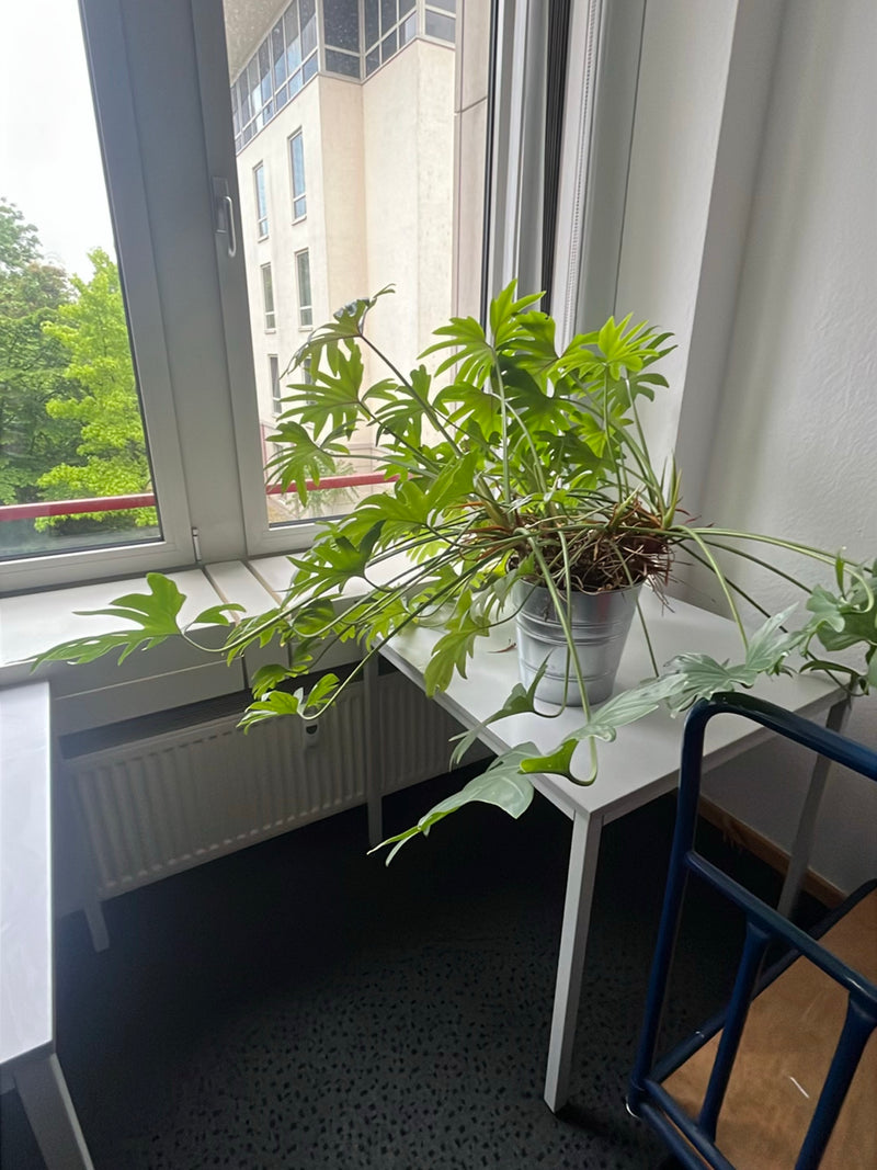 Baumfreund — Bild 3