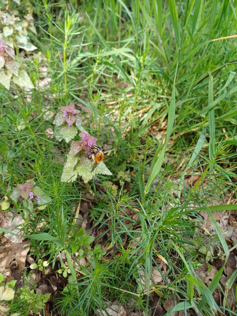 Baumhummel — Bild 1