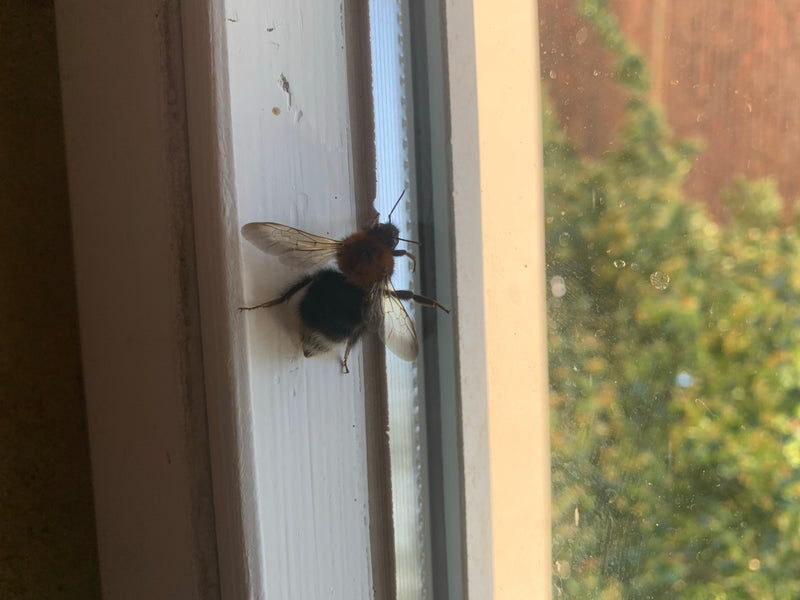 Baumhummel — Bild 3