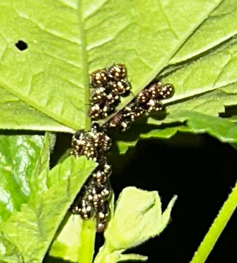Auf der Unterseite eines grünen Blattes sitzt eine Gruppe frisch geschlüpfter Stinkwanzen-Nymphen. Die kleinen Insekten drängen sich eng zusammen.