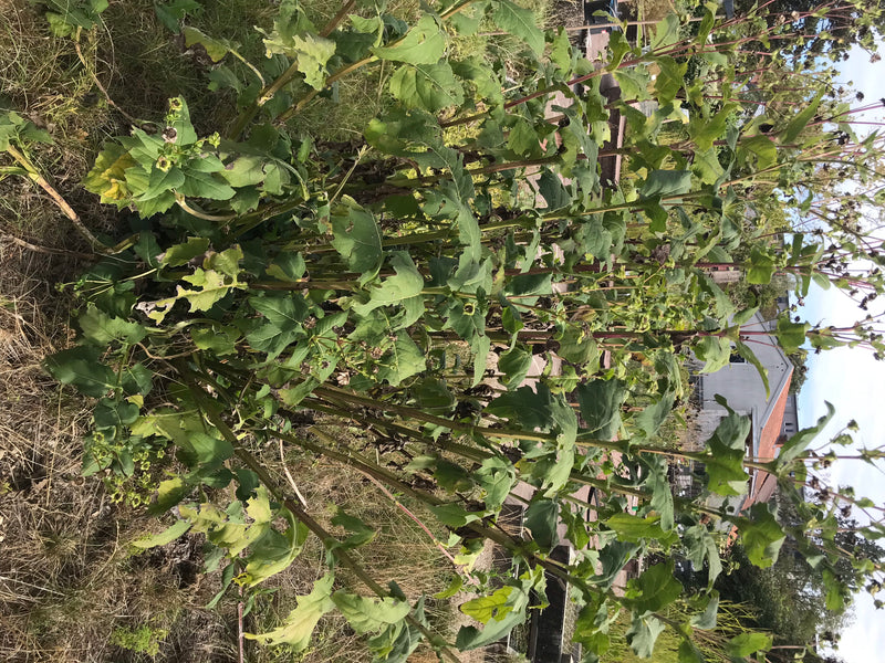 Durchwachsene Silphie — Bild 5 von 12