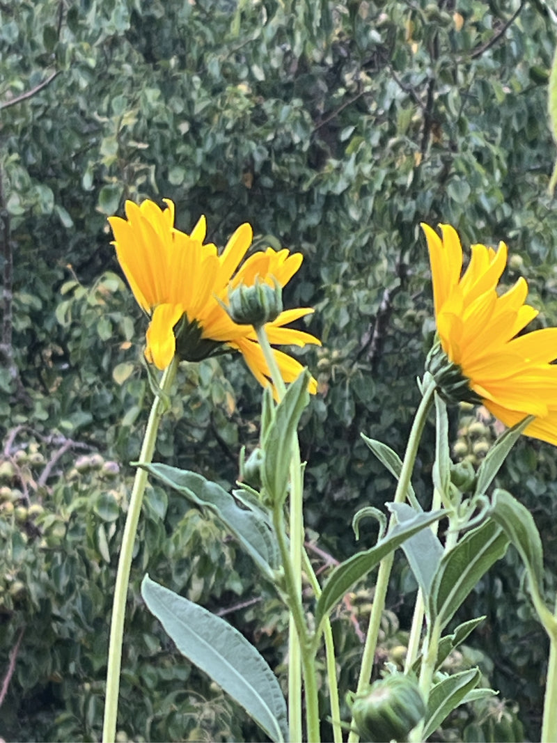 Durchwachsene Silphie — Bild 5