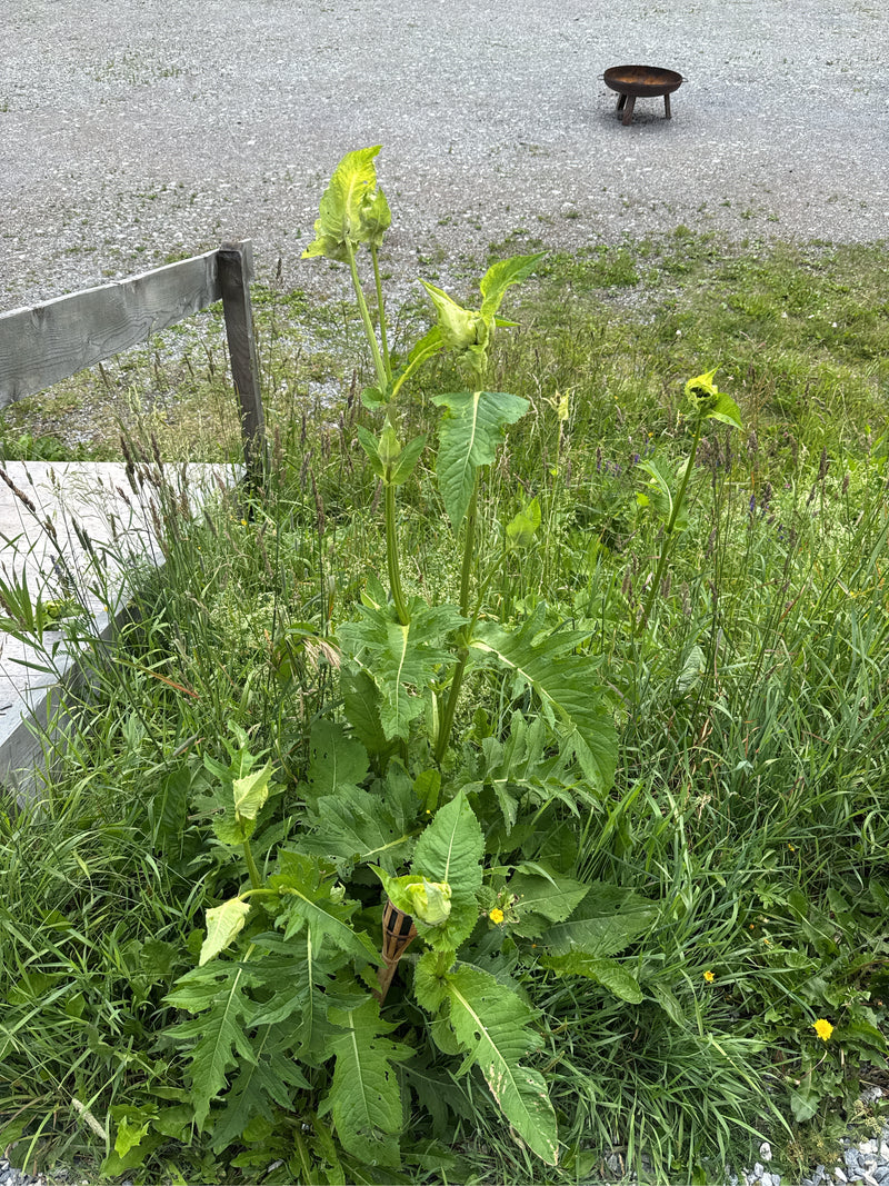Durchwachsene Silphie — Bild 4