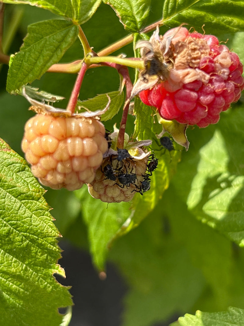 Beerenwanze — Bild 5