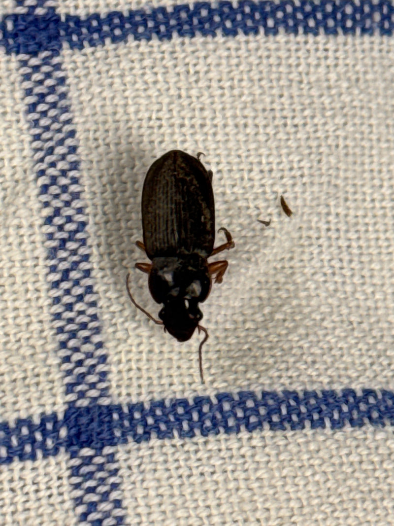 Behaarter Schnellläufer — Bild 3