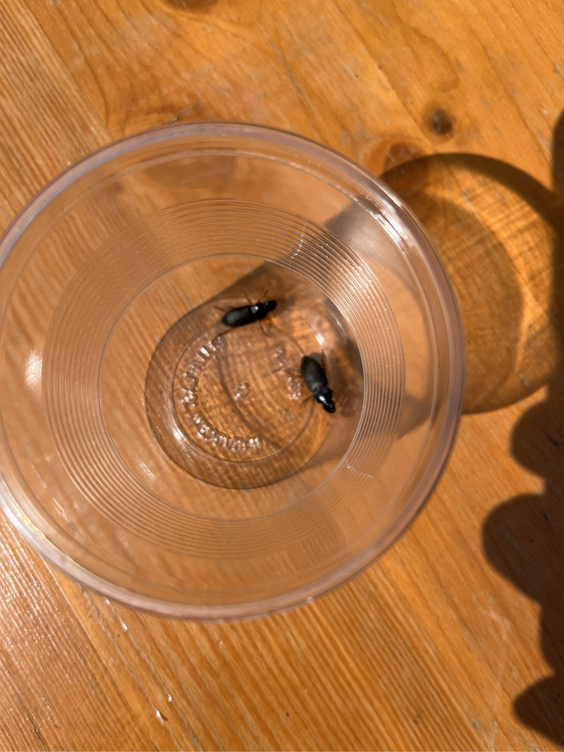 Behaarter Schnellläufer — Bild 5