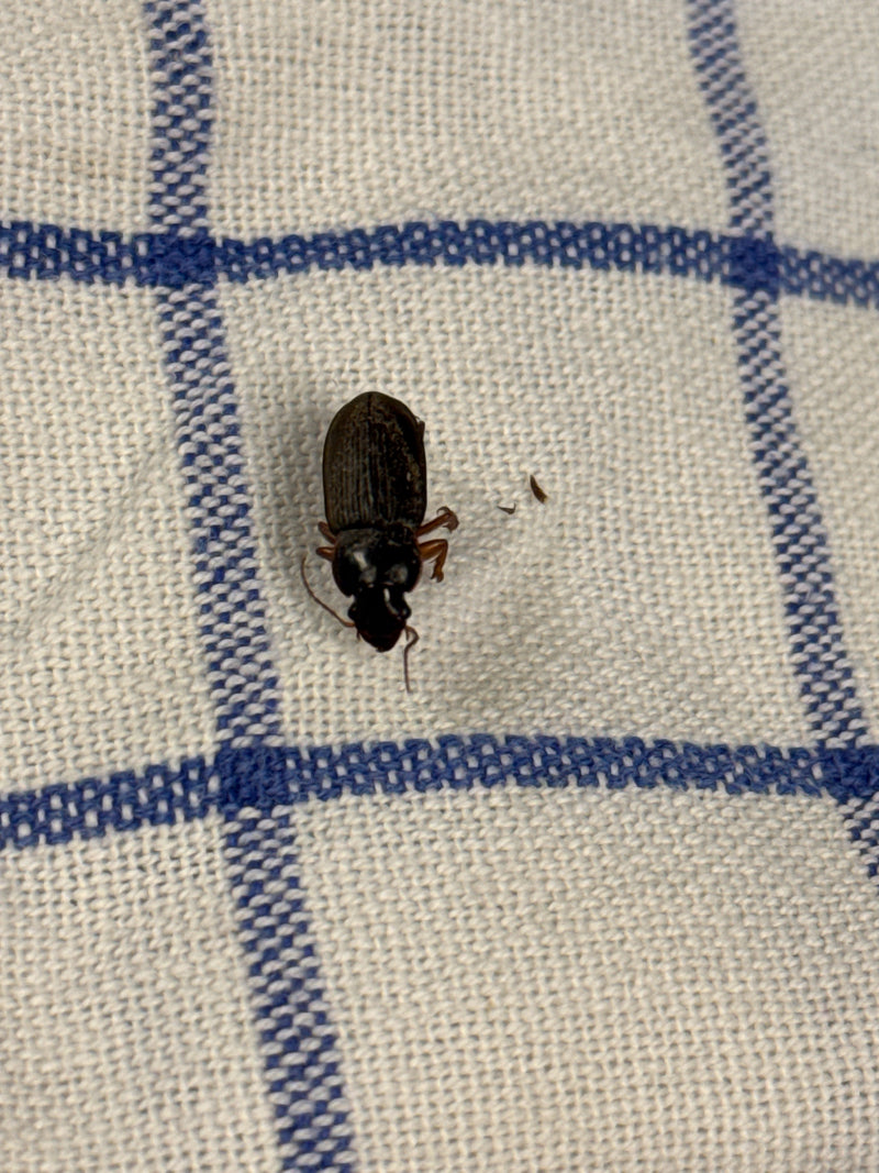 Behaarter Schnellläufer — Bild 2