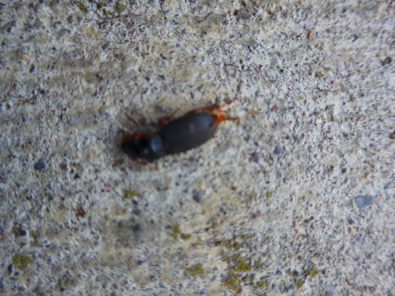 Behaarter Schnellläufer — Bild 4
