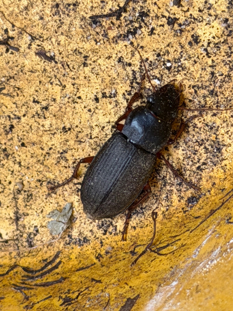 Behaarter Schnellläufer — Bild 1