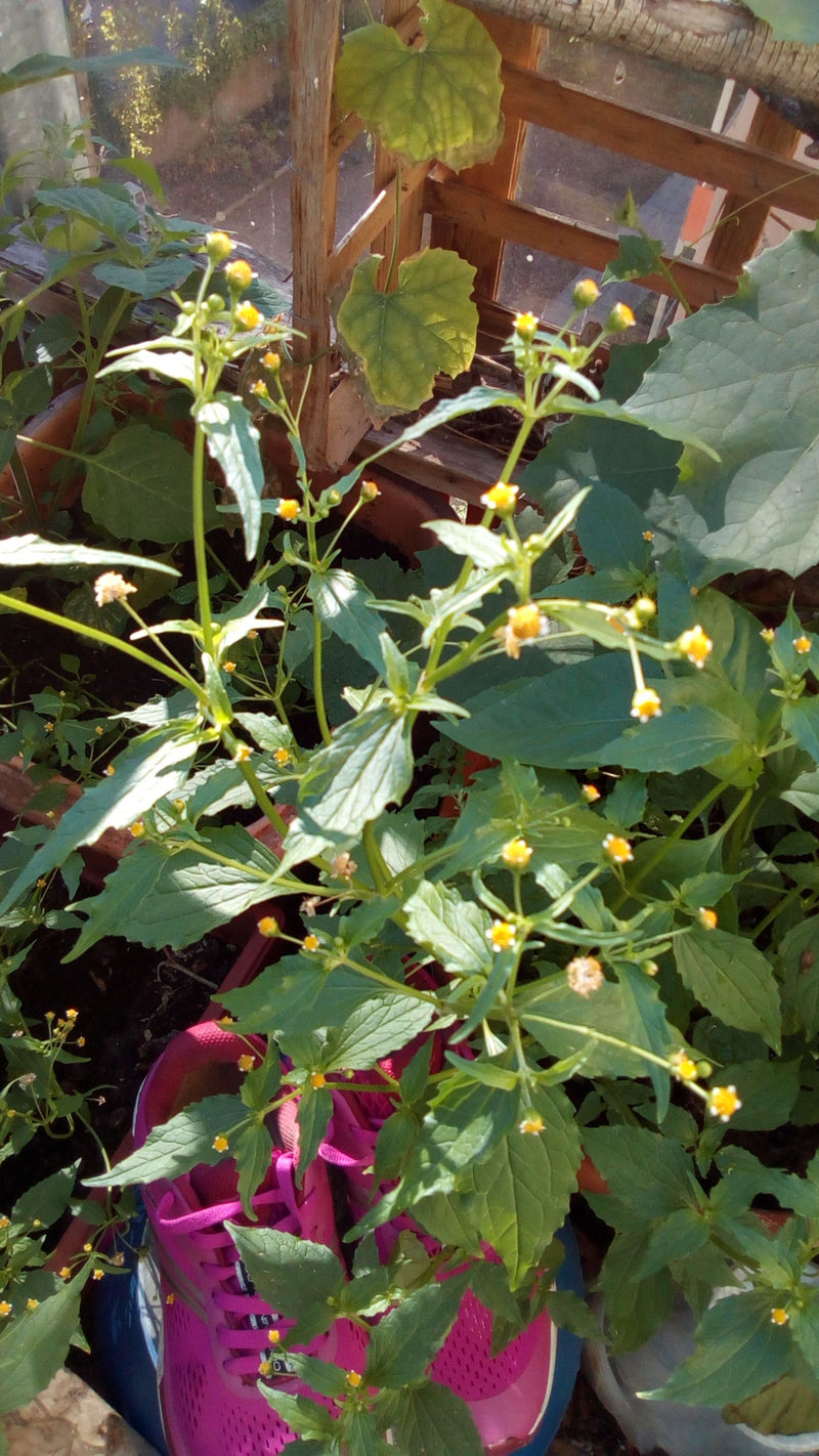 Behaartes Knopfkraut — Bild 2