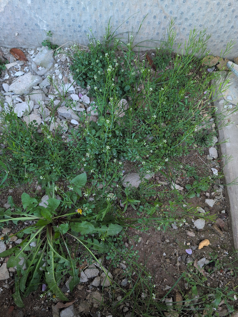 Behaartes Schaumkraut — Bild 4