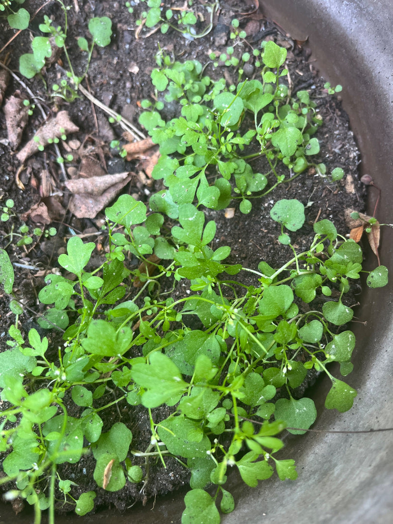 Behaartes Schaumkraut — Bild 2