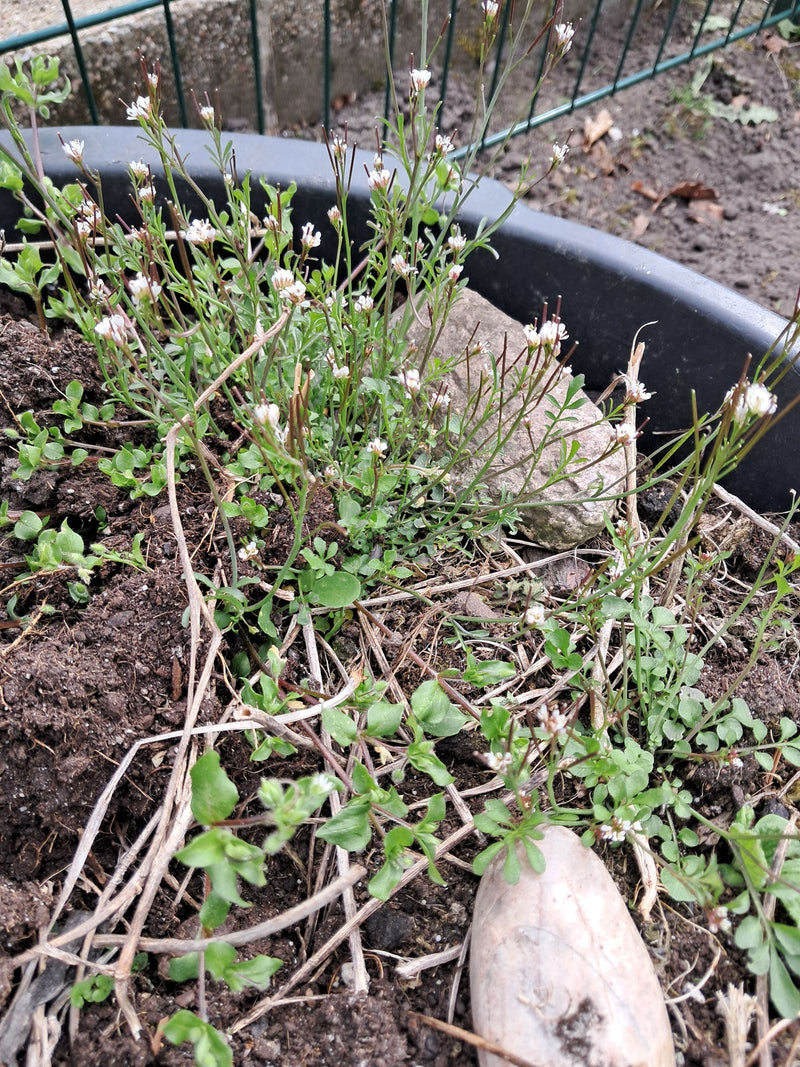Behaartes Schaumkraut — Bild 1