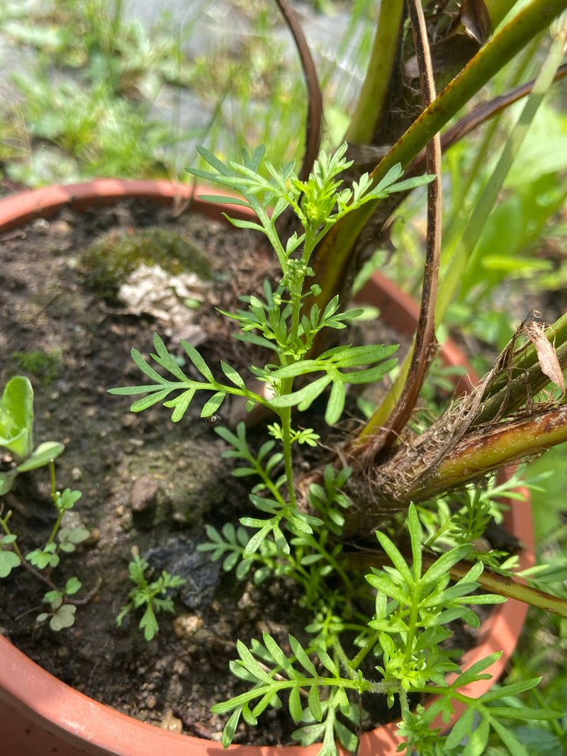 Behaartes Schaumkraut — Bild 5