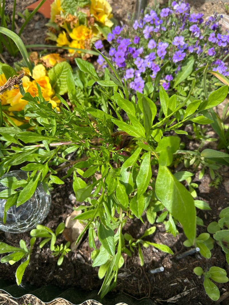 Behaartes Schaumkraut — Bild 3