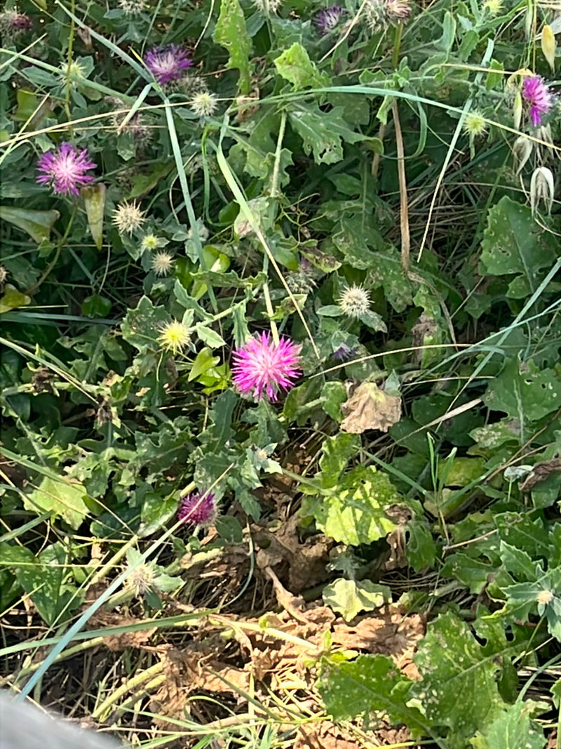 Benediktenkraut — Bild 1