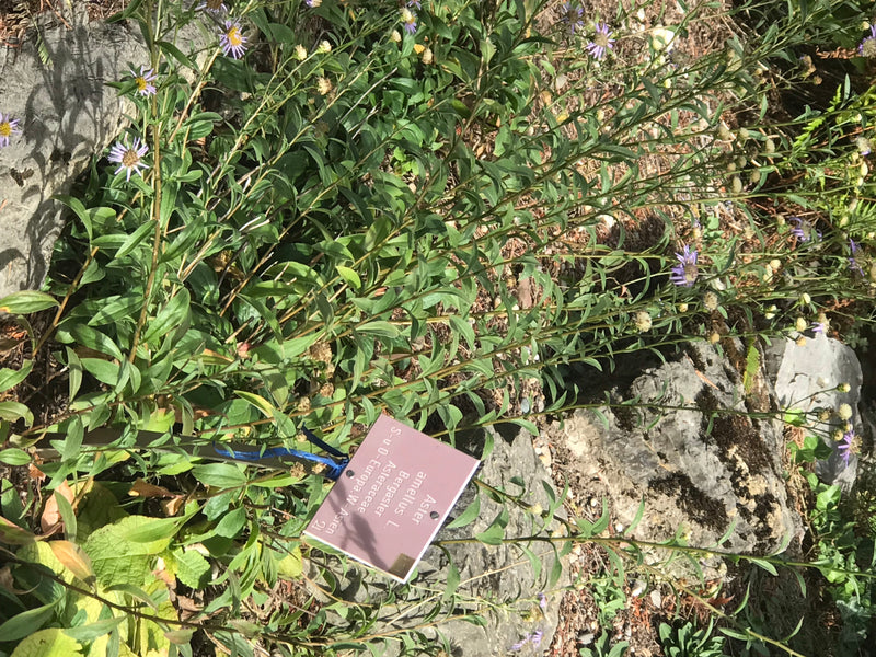 Berg-Aster — Bild 1 von 1