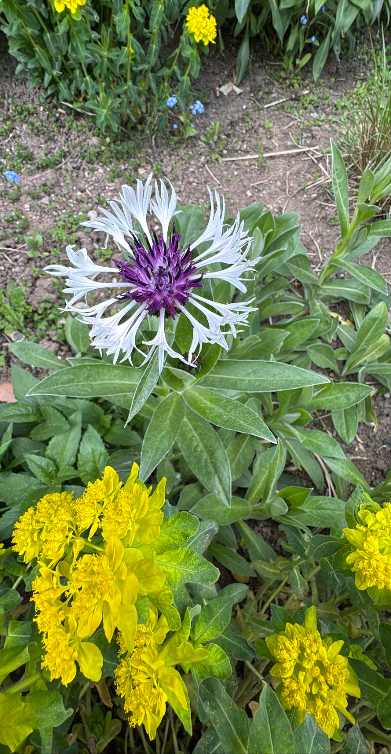 Flockenblume — Bild 2