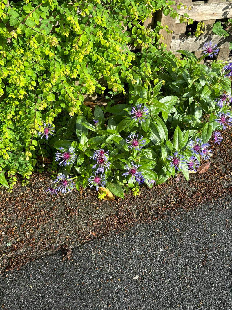 Flockenblume — Bild 1