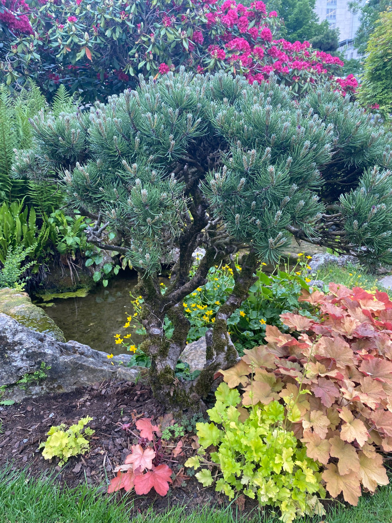 Bergkiefer — Bild 2