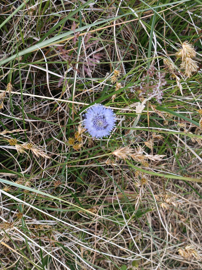 Berg-Sandrapunzel — Bild 1