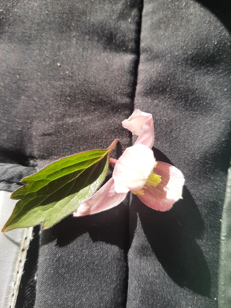 Clematis — Bild 2